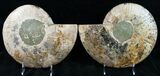 Gorgeous Split Ammonite Pair - Agatized #12457-1